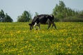 Cow on flower meadow. Royalty Free Stock Photo